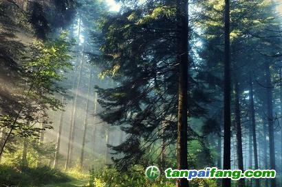 如何理解國家的森林增匯工程