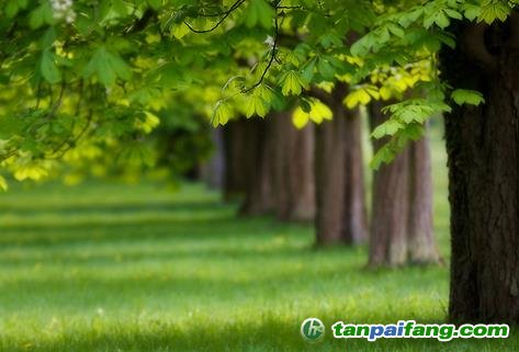 【成功案例解析經(jīng)驗(yàn)分享】農(nóng)民種樹林地如何通過(guò)碳匯交易來(lái)賺錢增收