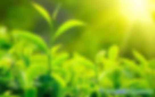 疫情陰影下，CCER憑什么六個月價格暴漲三倍？