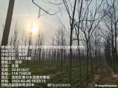 助力碳達標，林木雙保障 全國首單楸樹碳匯指數保險落地河南周口