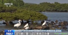 自愿碳是什么碳？促進(jìn)溫室氣體減排 這個(gè)市場很重要
